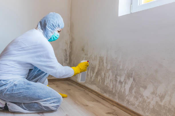 Licensed Mold Remediation service in Grand Rapids, MI - WQB Mold Removal